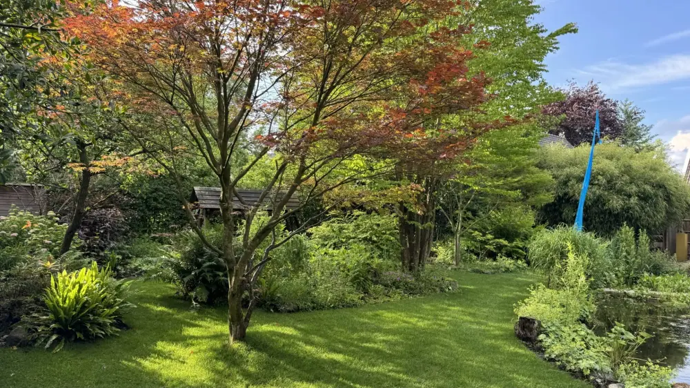 Verzorgde tuin met esdoorn