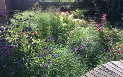 Tuinrenovatie achtertuin Rolde