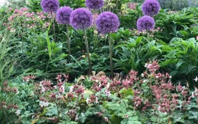 Aanleg voortuin nieuwbouw woning Nooitgedacht