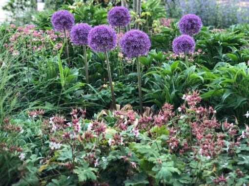 Aanleg voortuin nieuwbouw woning Nooitgedacht