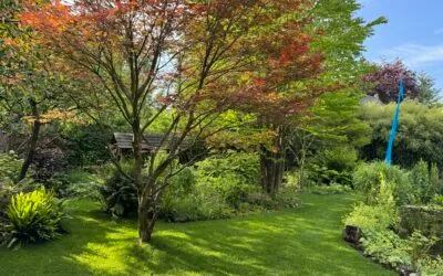 Gazon renovatie Assen