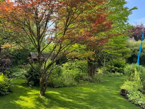 Gazon renovatie Assen